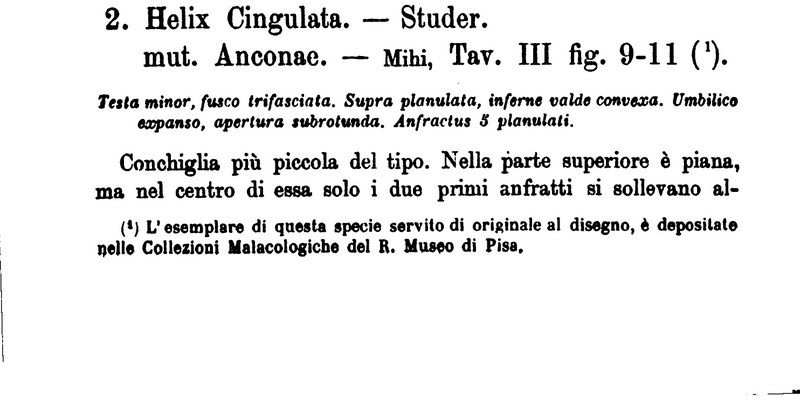 Prova tabella per Chilostoma cingulatum